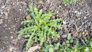 ATT_1444394831469_IMG_20151009_133301