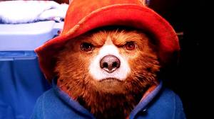 paddington bear stare