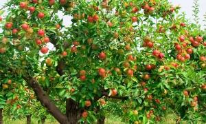 apple-tree